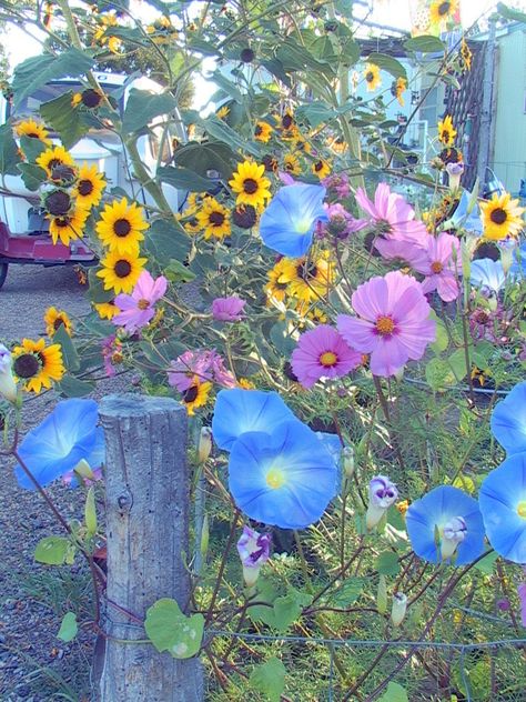 I love the colors of the morning glories, cosmos and wild sunflowers! Wild Sunflowers, Wild Sunflower, Morning Glory Flowers, Farm Lifestyle, Morning Glories, Farm Ranch, Store Windows, Country Farm, Landscape Ideas