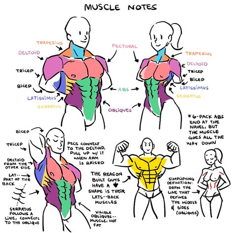 (4) EtheringtonBrothers 在 Twitter 上："Our feature tutorial/artist for #LEARNUARY today is this FRANKLY INDISPENSABLE set of MUSCLE GROUP NOTES by the brilliant @kinucakes! Information STAYS in your head for longer when you keep it SIMPLE! #gamedev #characterdesign #comicart #drawing #illustration #DRAW #comicart #ART https://t.co/dJ1z2llqe9" / Twitter Muscle Groups Drawing, Body Muscle Anatomy Drawing, Muscle Groups Anatomy, Torso Muscles Anatomy, Torso Anatomy Reference, Torso Muscles, Torso Anatomy, Drawing Help, Anatomy Tutorial