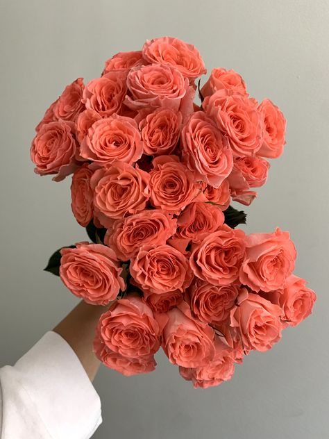 Coral Red Aesthetic, Coral Aesthetic, Rose Spray, Coral Colour, Coral Roses, Rosa Coral, Coral Flower, Rose Varieties, Coral Rose