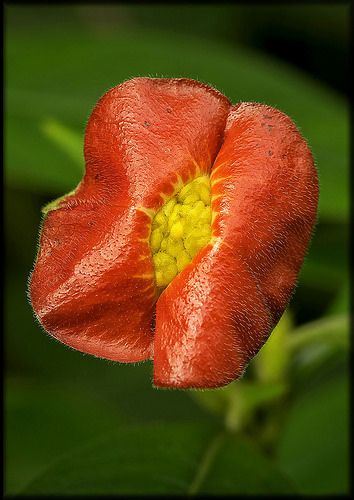 Nature's Kiss, Hot Lips Flower (Psychotria poeppigiana). Fairchild Tropical Botanic Garden. Fairchild Tropical Botanic Garden, E Flowers, Rare Orchids, Plant Seedlings, Unusual Flowers, Cactus Flowers, Oil Slick, Rare Flowers, Hot Lips