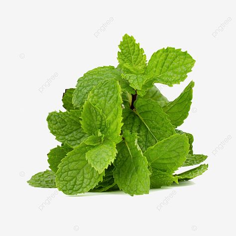 Viburnum Nudum, White Brick Background, Herbal Leaves, Pjo Dr, Leaves Clipart, Cooking Herbs, Green Leaf Background, Black Grout, Energy Tea