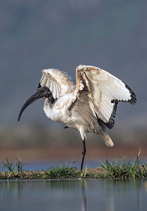 Ibis Illustration, Ibis Bird Art, Ibis Bird, Ibis Bird Illustration, Egyptian Vulture, African Sacred Ibis, Australian White Ibis, Gravel Landscaping, Not Aesthetic