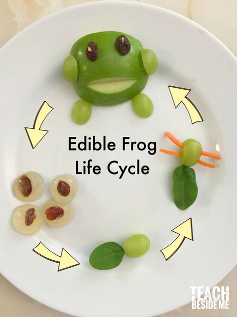 Teach the frog life cycle with this edible frog life cycle snack for kids!  It's all healthy, too! Perfect for frog preschool theme! via @karyntripp Frog Theme Preschool, Frogs Preschool, Frog Activities, Frog Life Cycle, Life Cycle Craft, Life Cycles Activities, Lifecycle Of A Frog, Snack For Kids, Frog Life