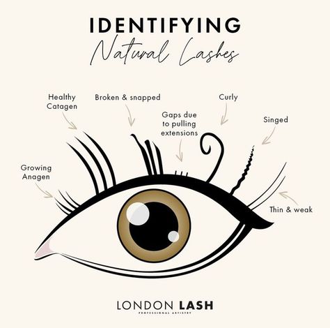 Identifying Natural Lashes. 

PSA: Not all lashes are safe to lash!
As a Lash Artist, you must be able to identify the difference between healthy natural lashes and unhealthy!

Take a look at the types of lashes that you should be cautious to lash.. 
Broken and Snapped, gaps due to extensions, curly, signed, thin and weak. Different Types Of Lash Extensions Styles, Lash Extension Education, Types Of Lash Curls, Lash Extensions Curl Types, Lash Anatomy, Types Of Lashes, Lashes Tips, Lash Education, Lash Types