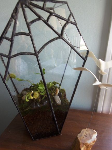 "Lord of the flies" venus flytrap terrarium. glass coffin Stained Glass Venus Fly Trap, Gothic Terrarium, Venus Flytrap Terrarium, Goth Terrarium, Coffin Terrarium, Indoor Shade Plants, Venus Fly Trap Terrarium, Spooky Home Decor, Goth Garden