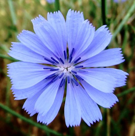 Wild Flowers Reference, Chicory Flower Drawing, Chicory Flower Tattoo, Chicory Tattoo, Chicory Plant, Wild Chicory, Uk Wildflowers, Chicory Flower, Perry Winkle