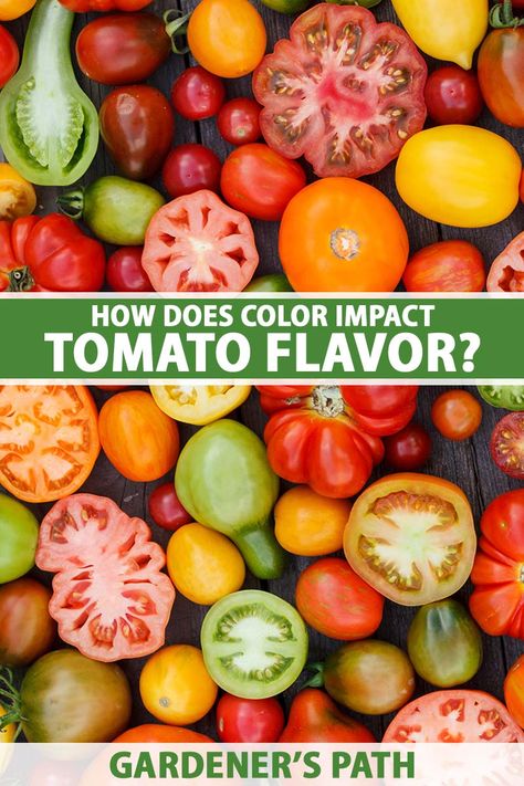 Tomatoes come in a huge range of colors and flavors, and the pigment influences how a tomato tastes. Black ones are complex and smoky, reds offer a balance of sweetness and acid, and yellows are mostly sweet. Check out our guide on Gardener’s Path to learn all about tomato colors and flavors. #tomatoes #gardenerspath Gardening Tomatoes, Tomato Color, Vegetable Benefits, Gardening Vegetables, Tomato Garden, Organic Fertilizer, Garden Tips, Organic Gardening, Container Gardening