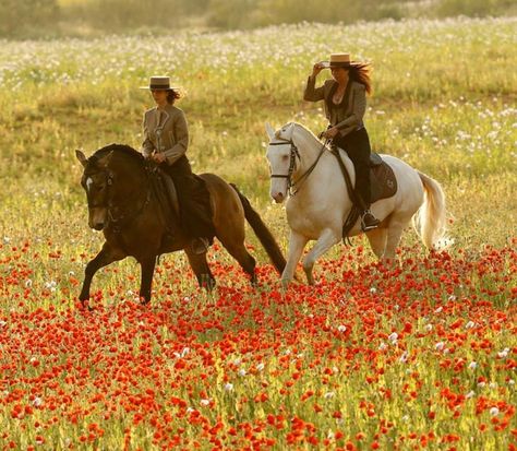 Spanish riders Common Horse Breeds, Iberian Horse, Boho Glam Home, Lusitano Horse, Horse Flowers, Equestrian Aesthetic, Horse Inspiration, Andalusian Horse, Art Horse