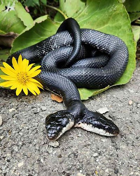 Rare Two-Headed Snake Undergoes Ovary Removal Surgery in Missouri Zoo Veterinarian, Two Headed Snake, St Louis Zoo, Rat Snake, Pet Businesses, Two Heads, Sharon Stone, Pet Signs, Pet Sitting