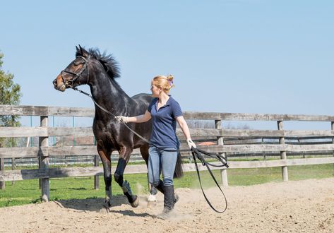 Breaking A Horse, Horse Groundwork, Buy A Horse, Horse Dressage, Horse Boarding, Horse Trainer, Most Beautiful Animals, Horse Owner, Hobby Horse