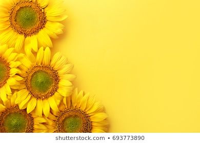 Sunflower Garden Yellow - Free photo on Pixabay Croton Plant Care, Background Powerpoint, Sunflower Garden, Summer Yellow, Beautiful Backgrounds, Blossom Flower, Power Point, Yellow Background, Image Photography