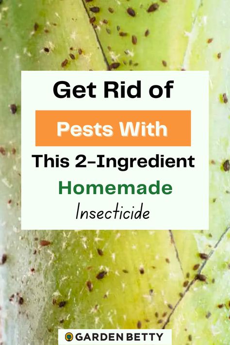 What To Spray On Plants For Bugs, Diy Plant Pest Spray, Plant Spray For Bugs Homemade, Home Made Pesticides For Plants, Diy Plant Insecticide, Diy Houseplant Insecticide, Natural Insecticide For Garden, Diy Plant Bug Spray, Homemade Insecticidal Soap