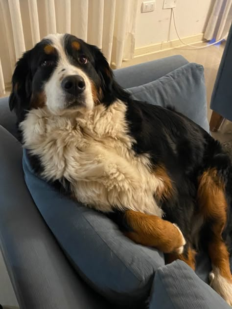 Bernese Mountain Dog Aesthetic, Bernese Mountain Dog Puppy, Reactive Dog, Bernese Mountain Dogs, Really Cute Dogs, Best Dog Breeds, Dream Dog, Large Dog Breeds, Mountain Dog