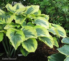 Hosta Gardens Layout, Hostas Garden, Edge Ideas, Garden Perennials, Bed Idea, Hosta Varieties, Shade Garden Plants, Hosta Gardens, Gardens Ideas