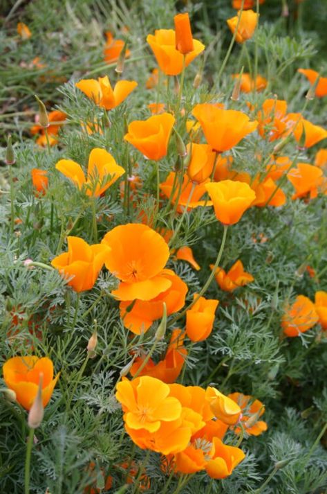 california poppy Ca Poppy, California Poppy Tattoo, Seed Drill, California Poppies, Silver Falls, Making A Bouquet, Purple Garden, Victorian Flowers, Orange Poppy