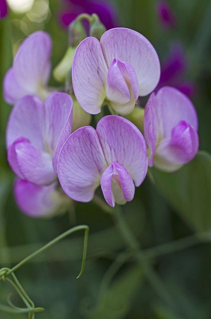 Wild Sweet Pea Wild Sweet Pea, Sweetpea Flower, Sweet Pea Flower, Sweet Pea Flowers, Flora Flowers, Garden Beautiful, Pink Plant, Pea Flower, Our Place