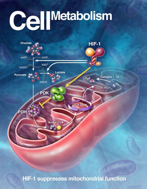 Love this image...cellular metabolism graphic.  Biochemistry. Molecular Cell Biology, Metabolism Biology, Metabolism Biochemistry, Cell Metabolism, Cellular Respiration, Study Biology, Biology Facts, Medical Laboratory Science, Biology Lessons