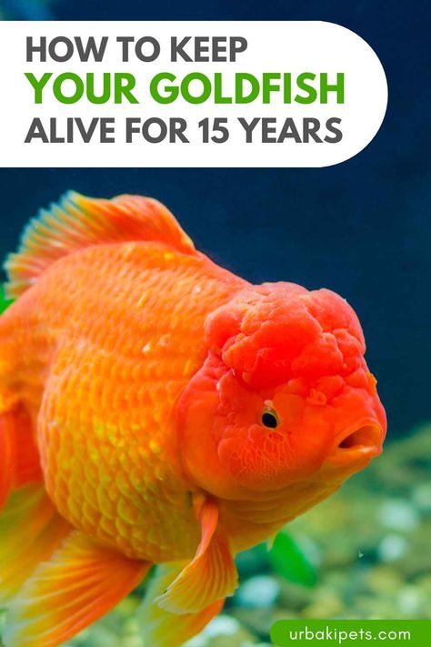 Goldfish Care Tips, Goldfish Species, Cool Fish Tank Decorations, Goldfish Care, Aquarium Pets, Aquarium Soil, Goldfish Aquarium, Pet Goldfish, Goldfish Tank