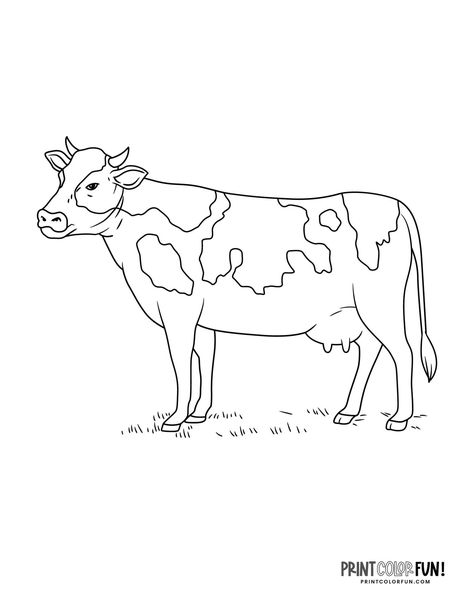 Cow coloring page clipart at PrintColorFun com 1 Cow Outline Drawings, Cow Activities, Cow Cartoon Drawing, Cow Template, Draw Cow, Cow Outline, Cow Black And White, Barn Drawing, Cow Silhouette