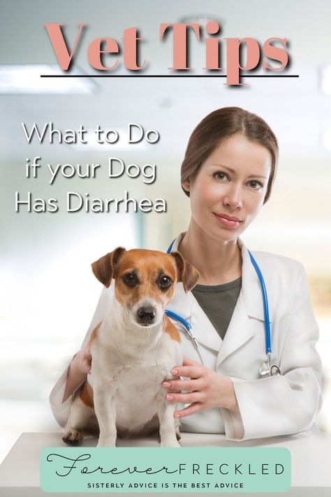 How To Stop Diaherra, Dog Health Tips, Dancer Workout, 2 Dogs, Dog Information, A Vet, Healthy Pets, Old Dogs, Animal Hospital