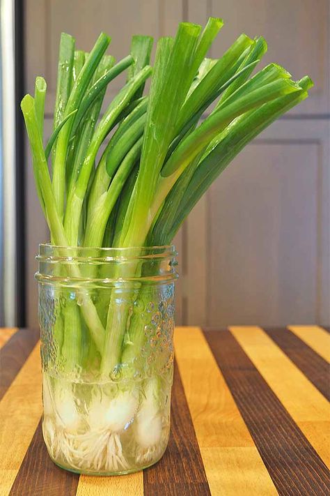 How to Select, Store, Prep, and Chop Scallions | Foodal Store Green Onions, Compound Butters, Scallions Recipes, Cooking Onions, Compound Butter, Roasted Meat, How To Store, Most Popular Recipes, Healthy Aging