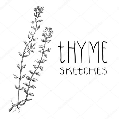 Thyme Herb, Herbs Illustration, Stick Poke Tattoo, Poke Tattoo, Stick And Poke, Vector Stock, Facebook Sign Up, Thyme, Free Vector Images