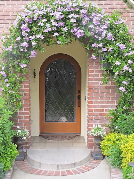 Purple trumpet vine arching over my front door http://www.mysoulfulhome.com Evergreen Climbing Plants, Arched Front Door, Evergreen Vines, Trumpet Vine, Garden Vines, Garden Makeover, Garden Shrubs, Pergola Plans, Pergola Patio