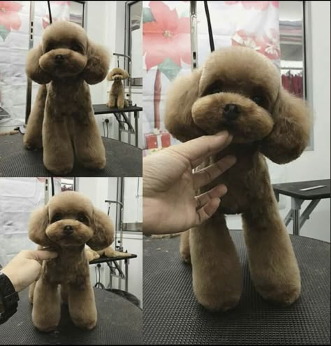 Asian Poodle Haircut, Asian Poodle Grooming, Poodle Groom, Groom Summer Wedding, Dog Grooming Salon Decor, Toy Poodle Haircut, Teddy Bear Poodle, Grooming Dogs, Mobile Pet Grooming