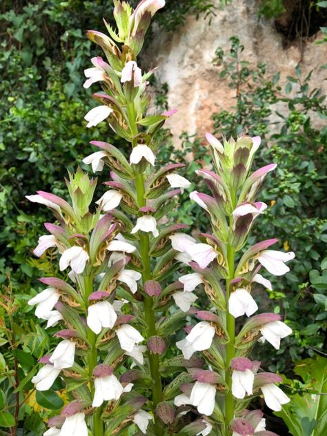 Bears Breeches Plant, Shade Border Garden, Acanthus Plant, Berm Garden, Acanthus Flower, Border Garden, Flower Reference, Plant Varieties, House With Porch