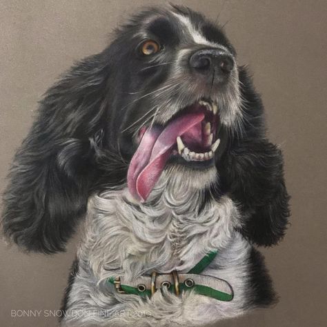 A coloured pencil drawing of a spaniel with her tongue sticking out. Portrait Colored Pencil, Dog Tongue, Draw Dog, High Contrast Photos, Drawing Dog, Colored Pencil Tutorial, Practice Drawing, Colour Pencil, Springer Spaniel