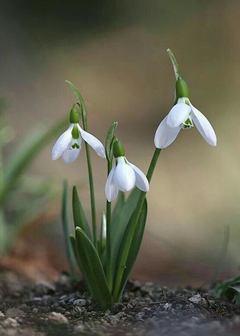 Snowdrops Watercolour, Snow Drop Flower, Snowdrop Art, Snow Drops Flowers, Snowdrop Flower, Lily Of The Valley Flowers, Plant Photography, Birth Month Flowers, Flower Images