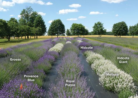 Lavender Plant Care, Lavender Hedge, Lavender Varieties, Growing Lavender, Lavender Garden, Market Garden, Lavender Plant, Lavender Farm, Salou