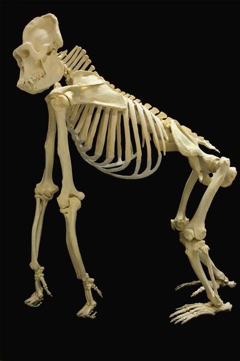 Elephant Skeleton, Elephant Anatomy, Dog Skeleton Halloween, Animal Skeleton, Elephant Facts, African Bush Elephant, Skull Reference, Skeleton Anatomy, Dog Skeleton