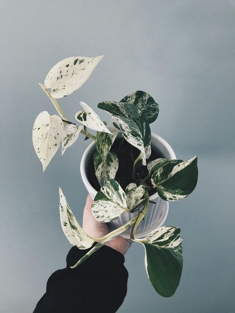 Variegated Plants Houseplant, White House Plants, Rare House Plants, Plants Wishlist, Marble Queen, Marble Queen Pothos, Plant Wishlist, Plant Goals, Plants Are Friends