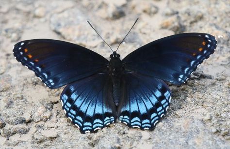 Colorful Moths, Beautiful Butterfly Pictures, Beautiful Butterfly Photography, Insect Photography, Butterfly Species, Sk8 The Infinity, Butterfly Photos, Georgia Usa, Beautiful Bugs