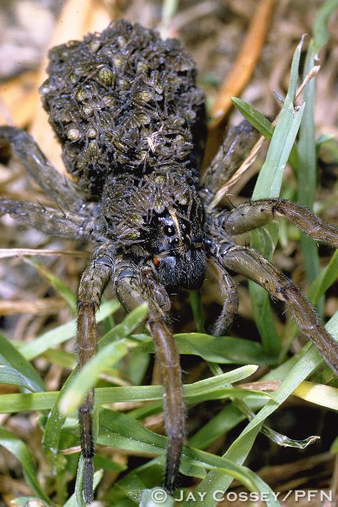 Wolf Spiders, Terrifying Creatures, Insect Anatomy, Spider Species, Wolf Spider, Dog Portraits Art, Pet Spider, Spiderman Drawing, Southern Ontario