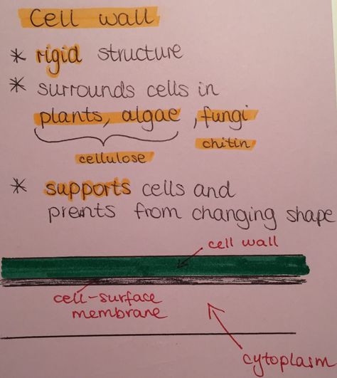 Cell Wall Notes, Cell Theory Notes Biology, Cell Notes Biology Class 9, A Level Biology Cell Structure Notes, Gcse Cell Biology Revision, Microbiology Study, Biology Classroom, Basic Anatomy And Physiology, College Notes