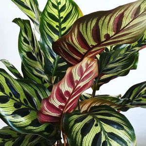 Plant Pottery, Calathea Makoyana, Plant Tattoos, Peacock Plant, Zebra Plant, Calathea Plant, Nursery Garden, Plant Tattoo, Prayer Plant