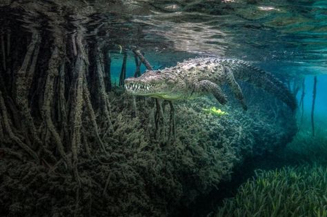 Photography award winners show the fragility and beauty of mangrove forests - BBC News American Crocodile, Swamp Witch, Siargao Island, Mangrove Swamp, Mangrove Forest, Warrior Cat, Crocodiles, Photography Awards, Underwater Photography