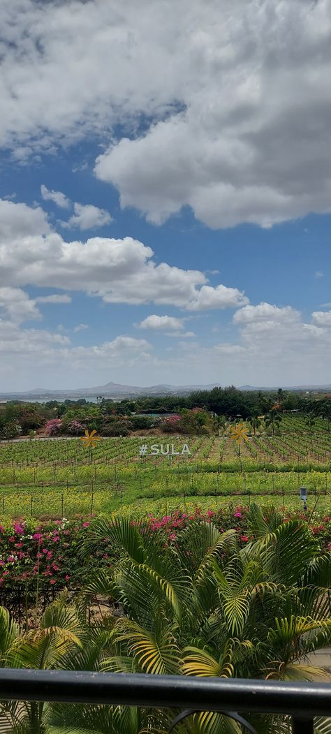 Sula Wines, Wine Yard, Yard, Wine, Quick Saves