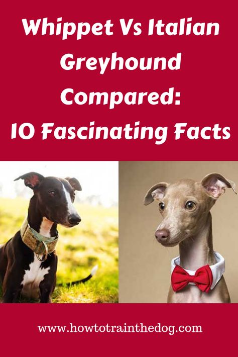 The Whippet Vs Italian Greyhound Compared:10 Fascinating Facts Miniature Italian Greyhound, Italian Whippet, Italian Greyhound Rescue, Greyhound Puppies, True Friendships, Italian Greyhound Puppies, Greyhound Puppy, Italian Greyhound Dog, House Elf