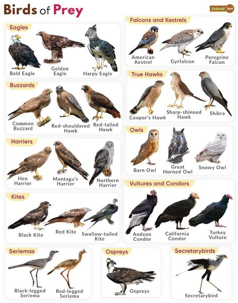 Birds of Prey - Definition & List of Names With Pictures Animal Infographic, Pig Breeds, White Tailed Eagle, List Of Names, Bird Facts, Bird Identification, Common Birds, Bird Hunting, Dog Facts