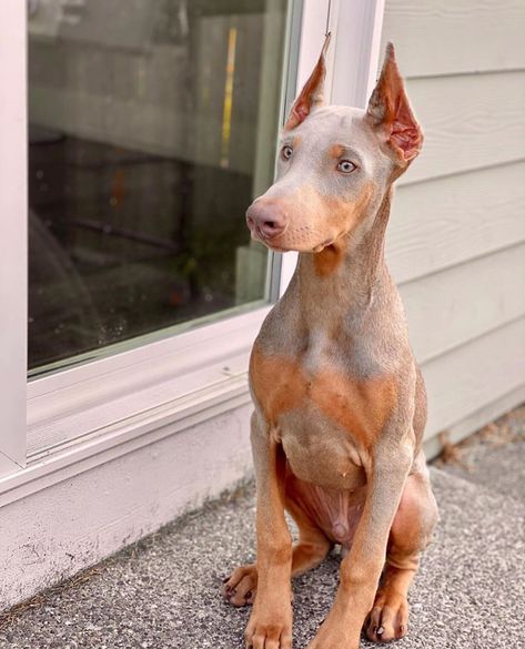 Isabella Doberman, Doberman Fawn, Old Money Dog, Tan Doberman, Fawn Doberman, Doberman Colors, Doberman Pinscher Blue, Brown Doberman, Blue Doberman