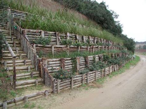 Terraced Vegetable Garden, Backyard Hill Landscaping, Sloped Backyard Landscaping, Landscape Stairs, Landscaping On A Hill, Orchard Garden, Hillside Garden, Sloped Backyard, Landscaping Retaining Walls