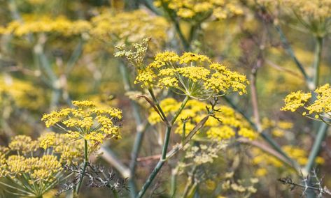 ‘Bronze fennel is irresistible to bees and hoverflies.’‘Bronze fennel is irresistible to bees and hoverflies.’ Fennel Plant, Bronze Fennel, Damson Plum, Hiding In Plain Sight, Carrot Seed Oil, Gravel Garden, Carrot Seeds, Herbaceous Perennials, Yummy Dips