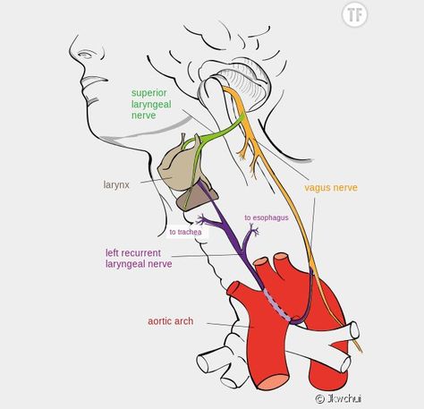 Nerf vague : des exercices pour stimuler le nerf vague et réduire le stress - Terrafemina Chronic Fatigue Diet, Nerf Vague, Nerve Anatomy, Chronic Fatigue Remedies, Chronic Fatigue Symptoms, Fatigue Syndrome, Vagus Nerve, Lack Of Sleep, Chronic Fatigue