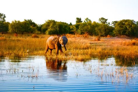 Decrease in populations is compounded by poaching as people scramble to make ends meet Chad Africa, Lake Chad, African Forest Elephant, Largest Waterfall, Travel Images, African Elephant, Tourist Places, Travel Sites, Zimbabwe