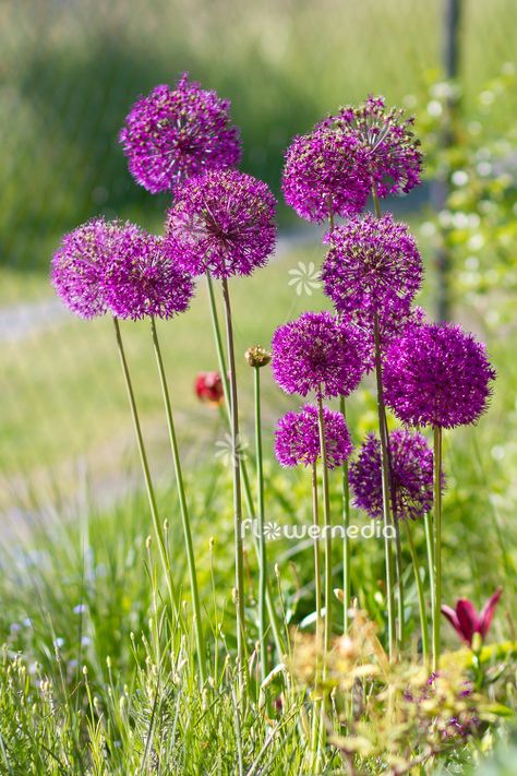 Spa Courtyard, Allium Hollandicum, Allium Purple Sensation, Onion Bulbs, Front Garden Design, Planting Plan, British Garden, Garden Walkway, Flower Vase Arrangements