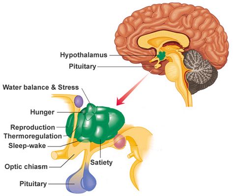 Hypothalamus Notes, Pituitary Tumor, Human Biology, Psychology Notes, Chiari Malformation, Brain Anatomy, Pituitary Gland, Cranial Nerves, Behavioral Science