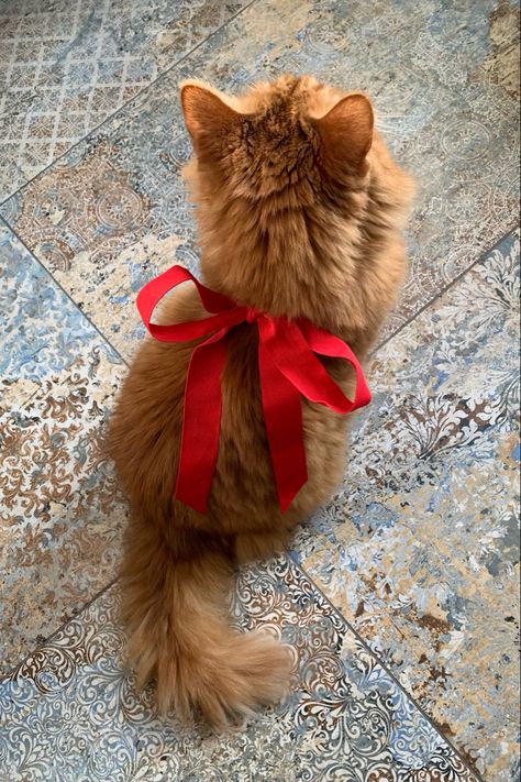 Christmas Photo With Cat, Christmas Cat Photos, Kittens Christmas, Pink White Christmas, Aesthetic Recipes, Christmas Pet Photos, Xmas Photos, Winter Cat, Pink Xmas